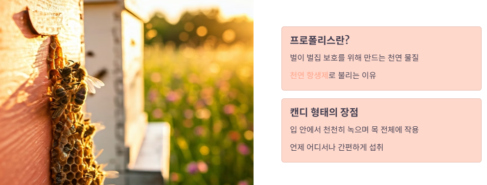 프로폴리스캔디, 왜 목에 좋을까요?