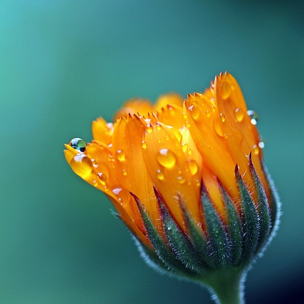 화병 증상 치료 좋은 음식