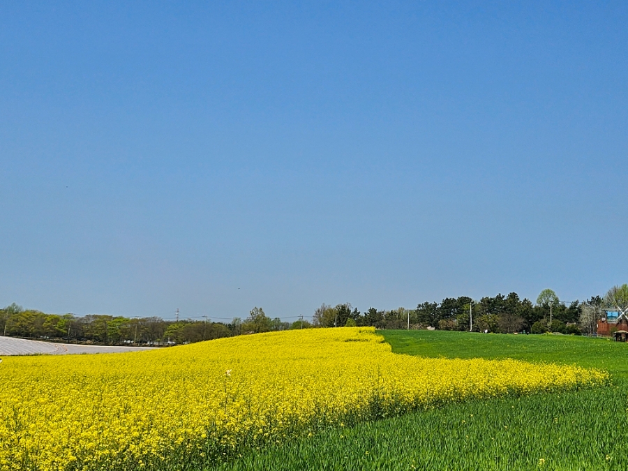 [4월~5월 축제]2025 고창 청보리밭 축제❘ 폭싹 속았수다 유채꽃밭, 연인 유채꽃밭, 도깨비 메밀꽃밭 촬영지, 일정, 기간, 주차(4/5일 방문 후기)