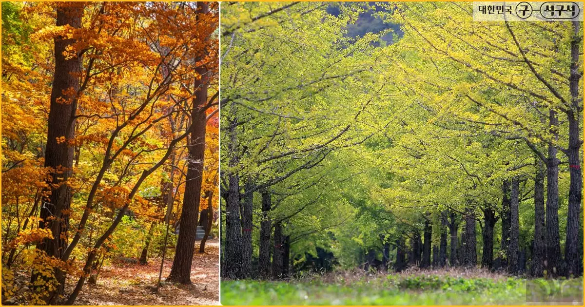 홍천은행나무숲-가을풍경