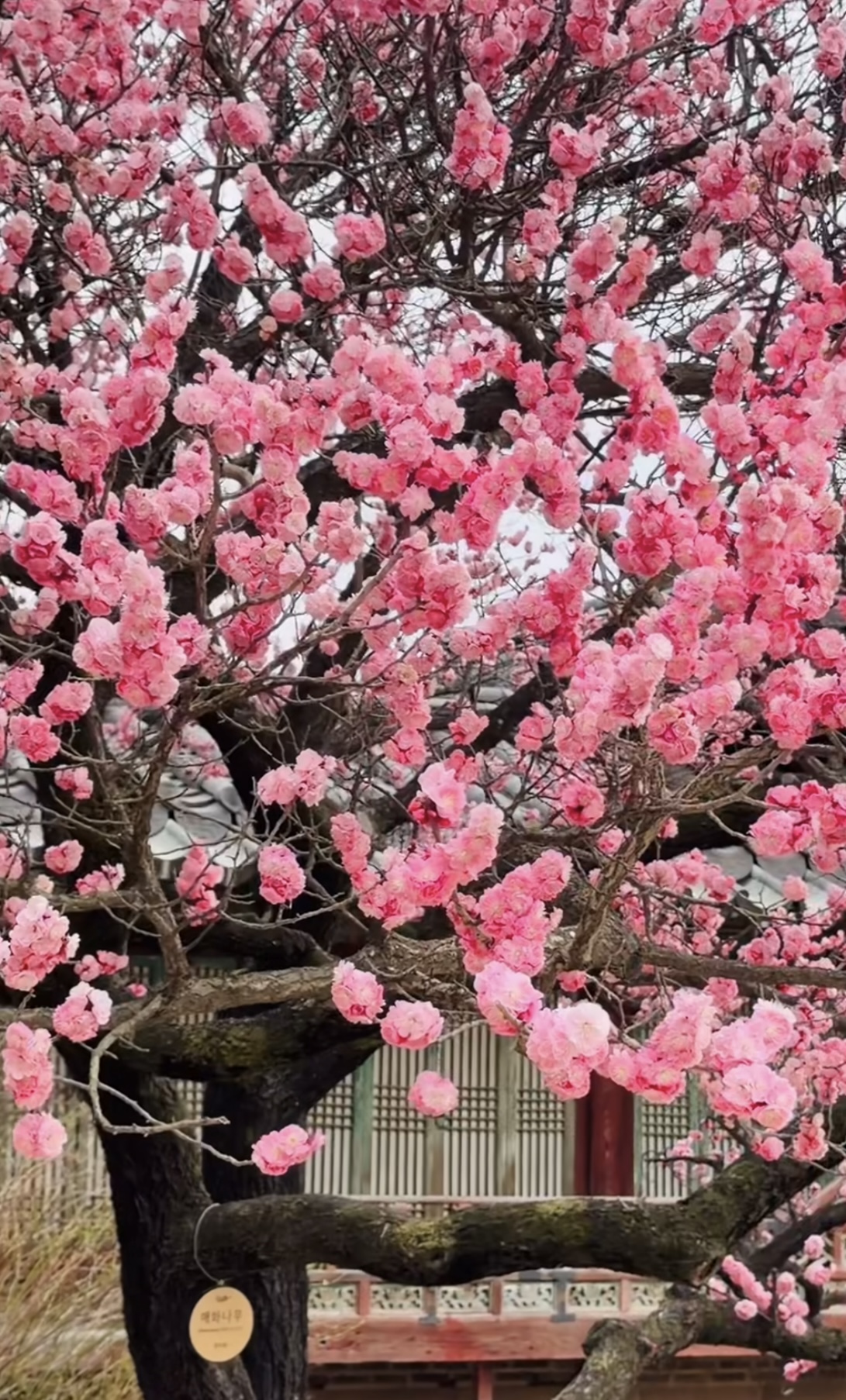 창경궁 매화 실시간 개화 현황, 서울 꽃구경 추천 창경궁 데이트 코스 🌸 관련사진