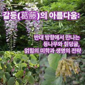 갈등(葛藤)의 아름다움: 반대 방향에서 만나는 등나무와 칡덩굴, 얽힘의 미학과 생명의 전략