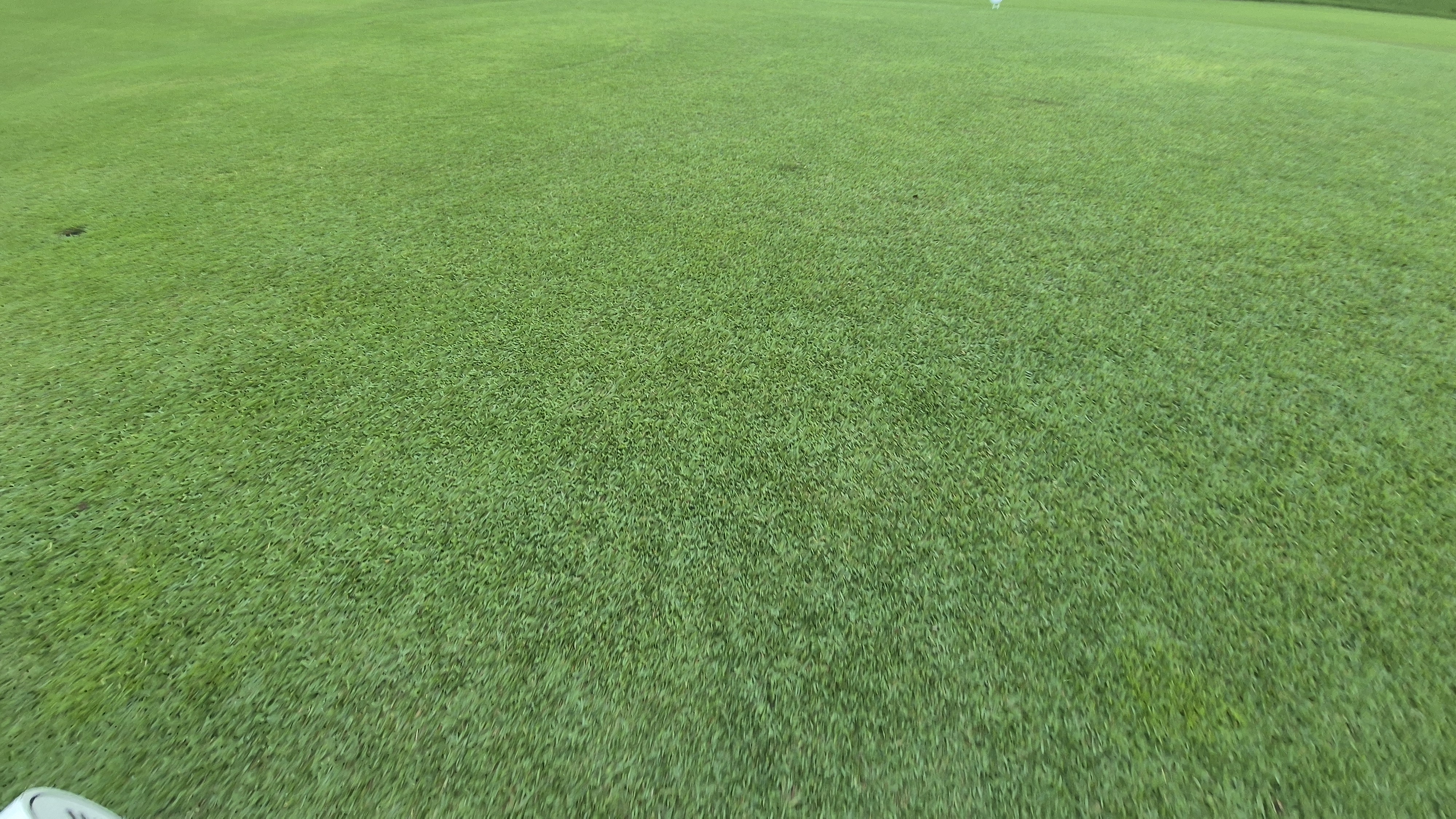 도고cc 티잉구역상태