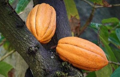 카카오 열매 사진