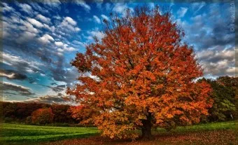 지부작족 뜻 유래 의미 어리석음 고사성어_7