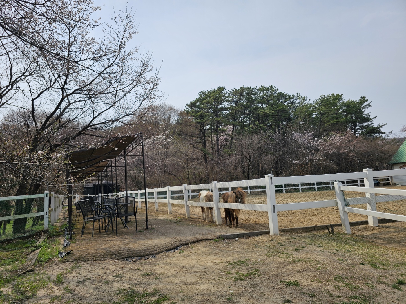 ※ 조랑말, 혹은 망아지