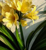 군자란 관리법 알아보기