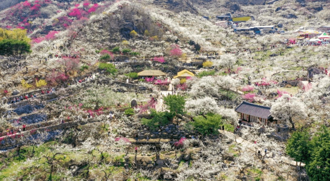 2024 양산 원동 순매원 매화축제 기간 및 장소 기차 셔틀버스 알아보기