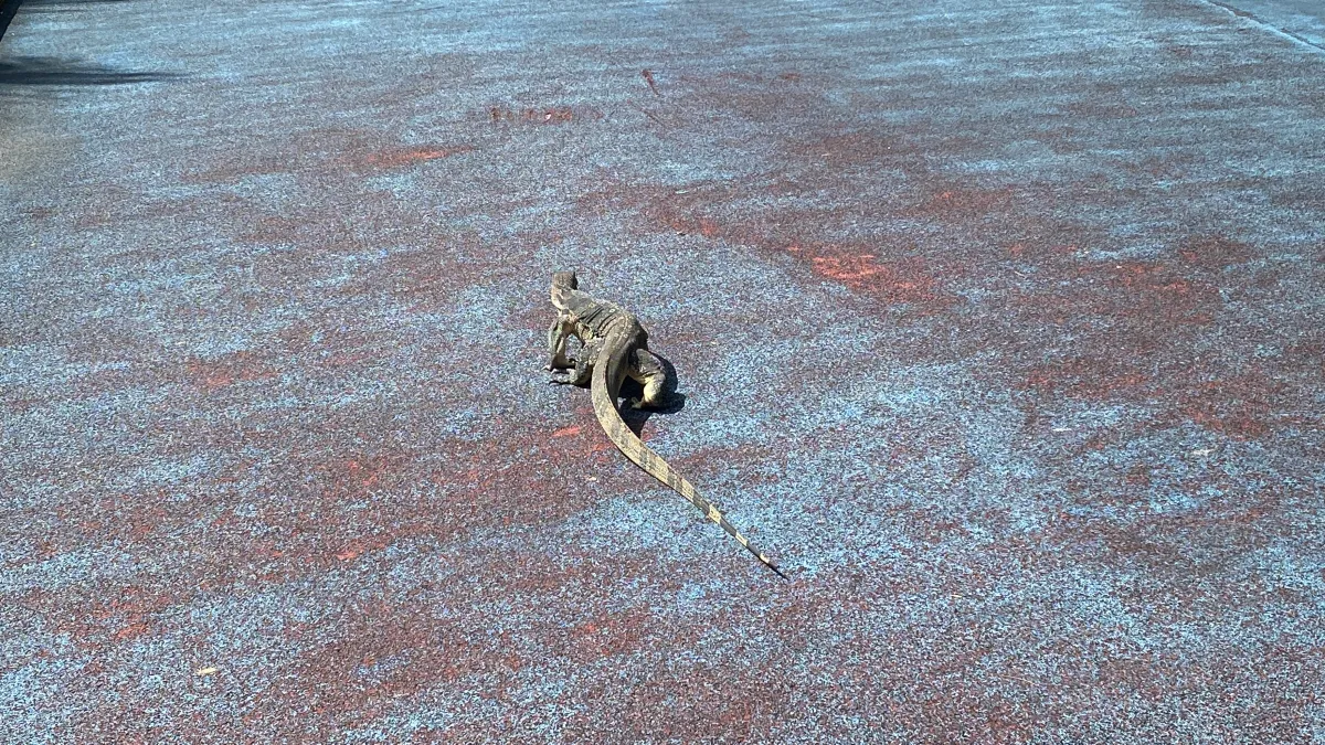 태국-방콕여행-물왕도마뱀-보며-산책하기-좋은-룸피니공원