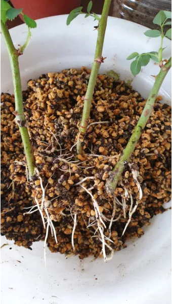 장미 삽목하는 방법 집에서 쉽게 번식하는 팁_9