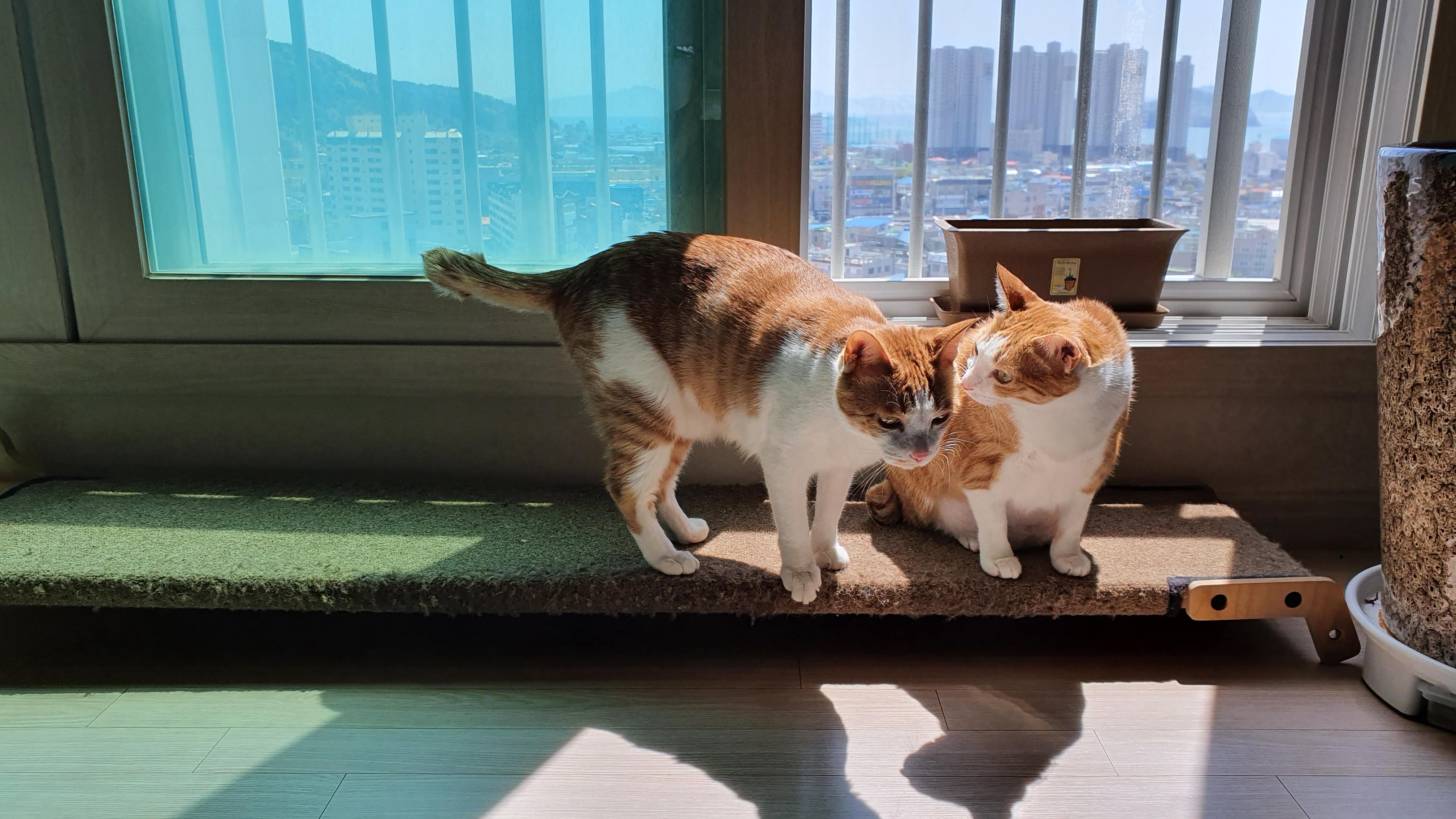 내가 개인적으로 좋아하는 우리집고양이들 사진과 영상.