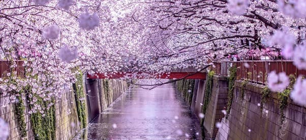 길에서 마주친 봄꽃 이름 정리｜사진·시기·명소로 봄꽃 쉽게 구분하기