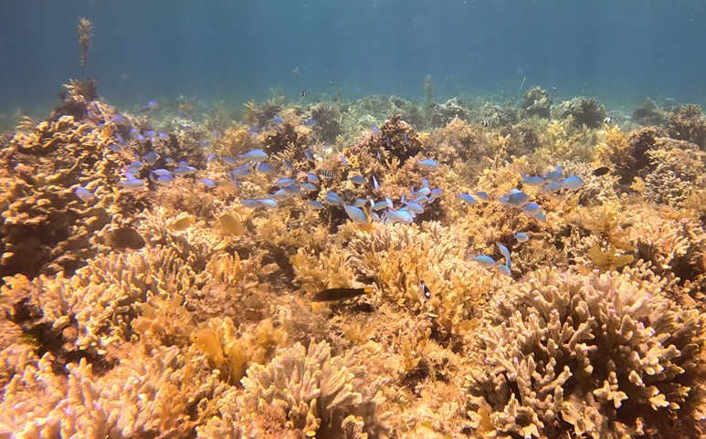 돌호 비치의 수중 모습