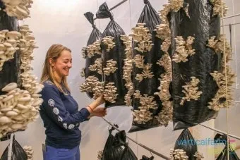 브뤼셀스프라우트 재배 육묘 포인트 추대 방지 수확 팁_10