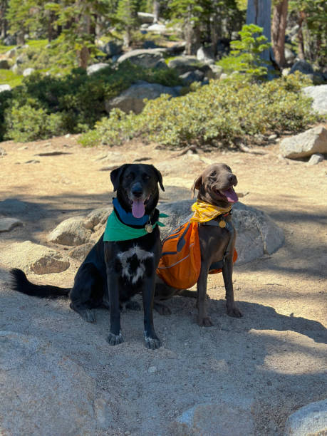 반려견 더위 탈출! 쿨조끼 브랜드별 완벽 비교