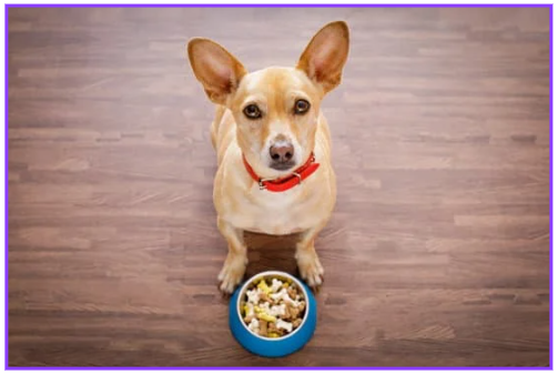 반려동물 건강식 필수 건강식 7가지