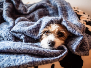 개의 콩팥병 급성신장장애 만성콩팥병.