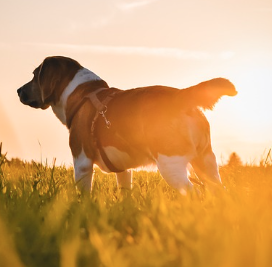 여름철 강아지 산책 적정 시간, 주의사항 정리(강아지 사람 온도차이)