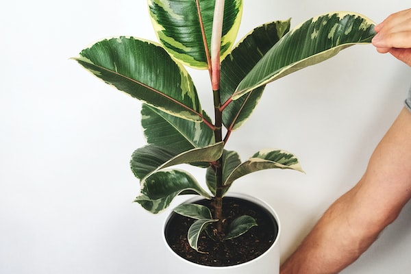 집 안 식물 인테리어 효과 : 자연을 불러오는 식물의 힘