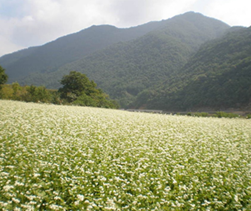 김성령 콩물 효능 및 부작용