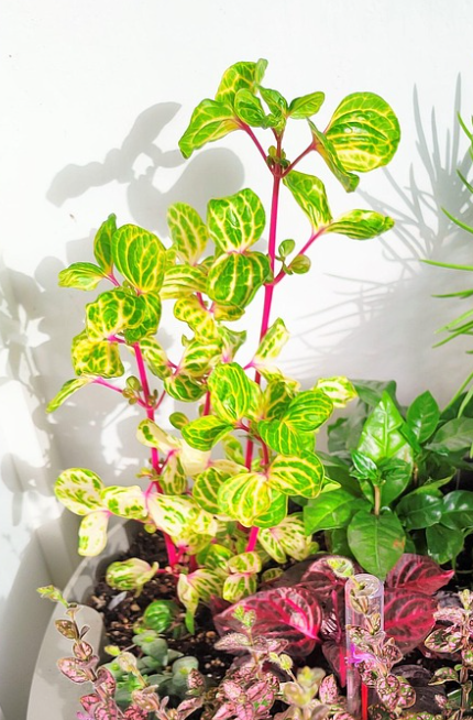 식집사 추천 식물 - 브레이니아, 초보자, 감성