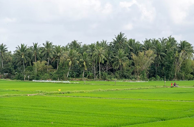 벼농사, unsplash 사진 제공