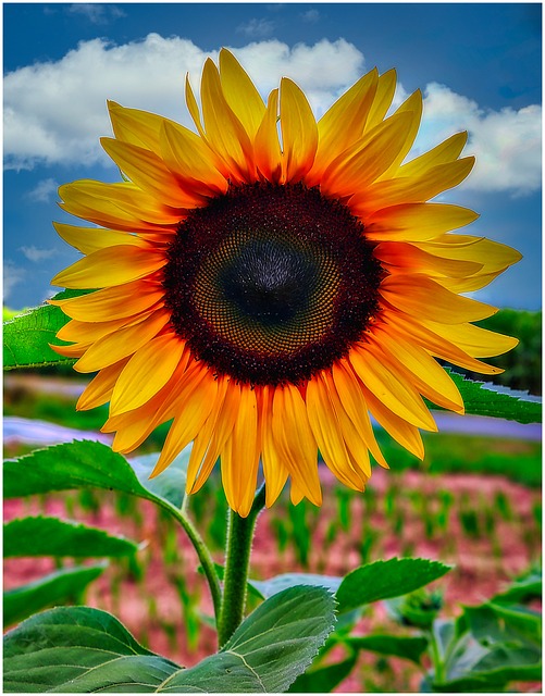 함안 강주 해바라기 축제 일정