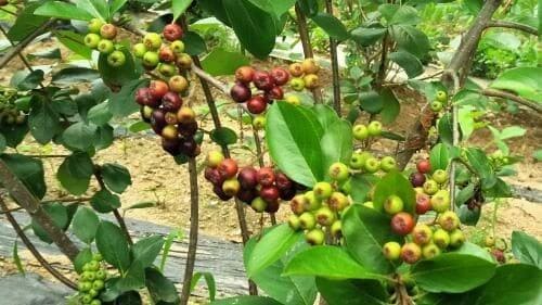 아로니아-블랙-초크베리-활용법