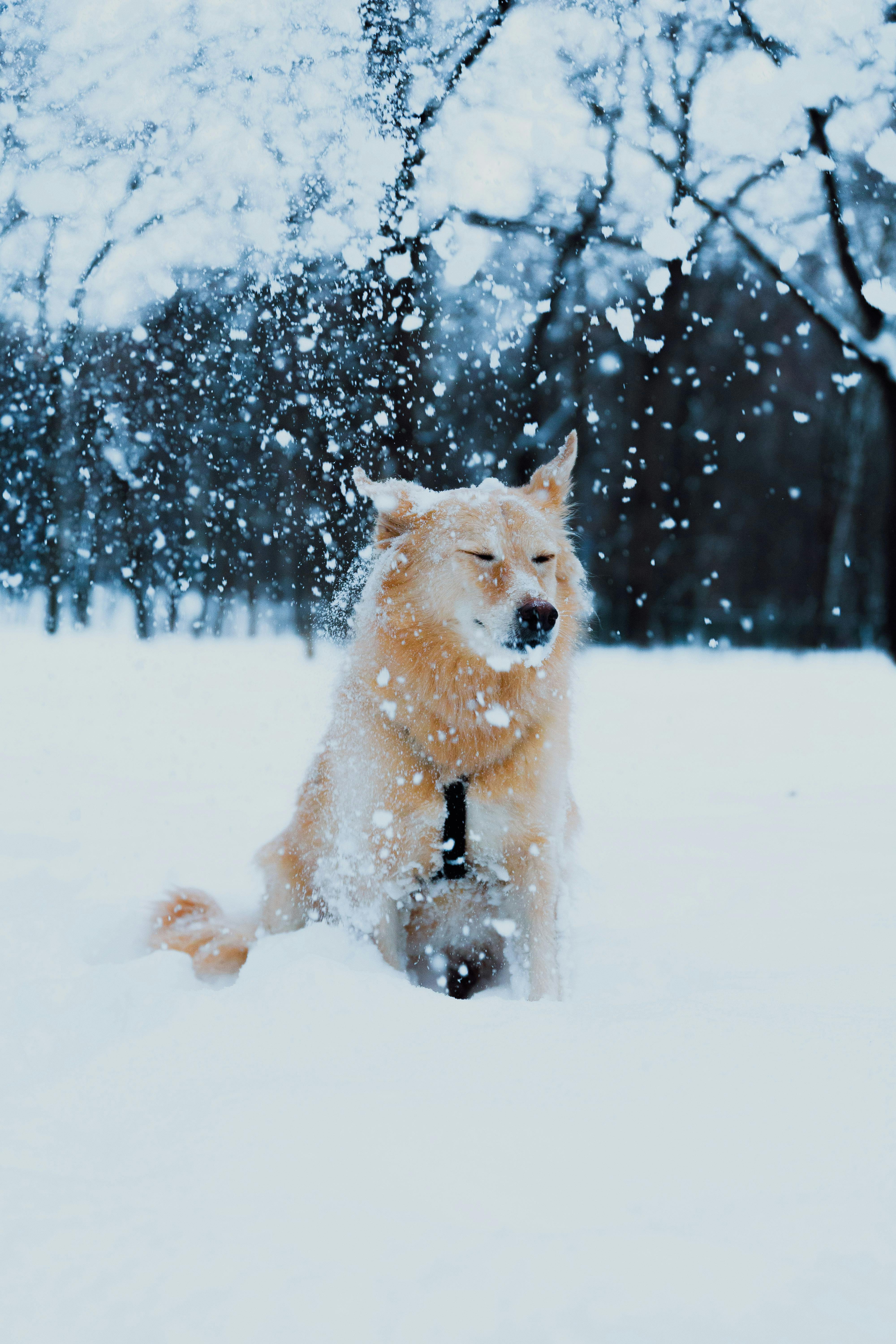 애완견과 함께할 설 연휴 여행지