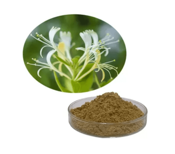 금은화-추출물-사진