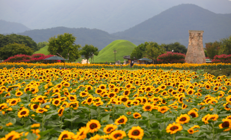 경주 해바라기 