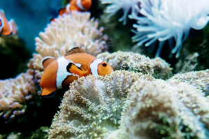 나트랑 여행 추천 나트랑 국립 해양 박물관