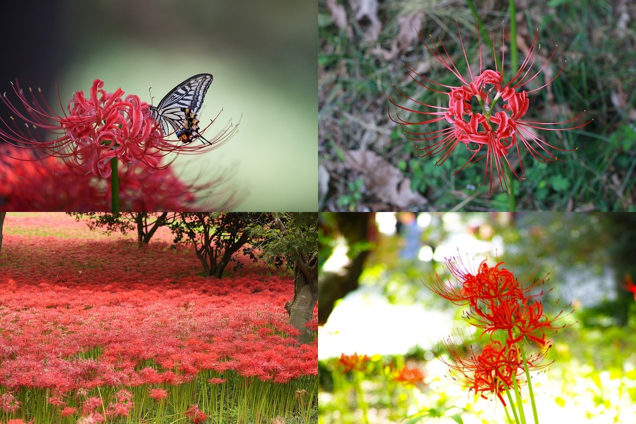 꽃무릇과 상사화