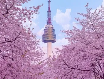 서울 벚꽃 명소 추천 베스트10_12