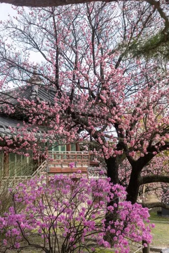 창덕궁 만첩홍매화 개화시기 명소_16