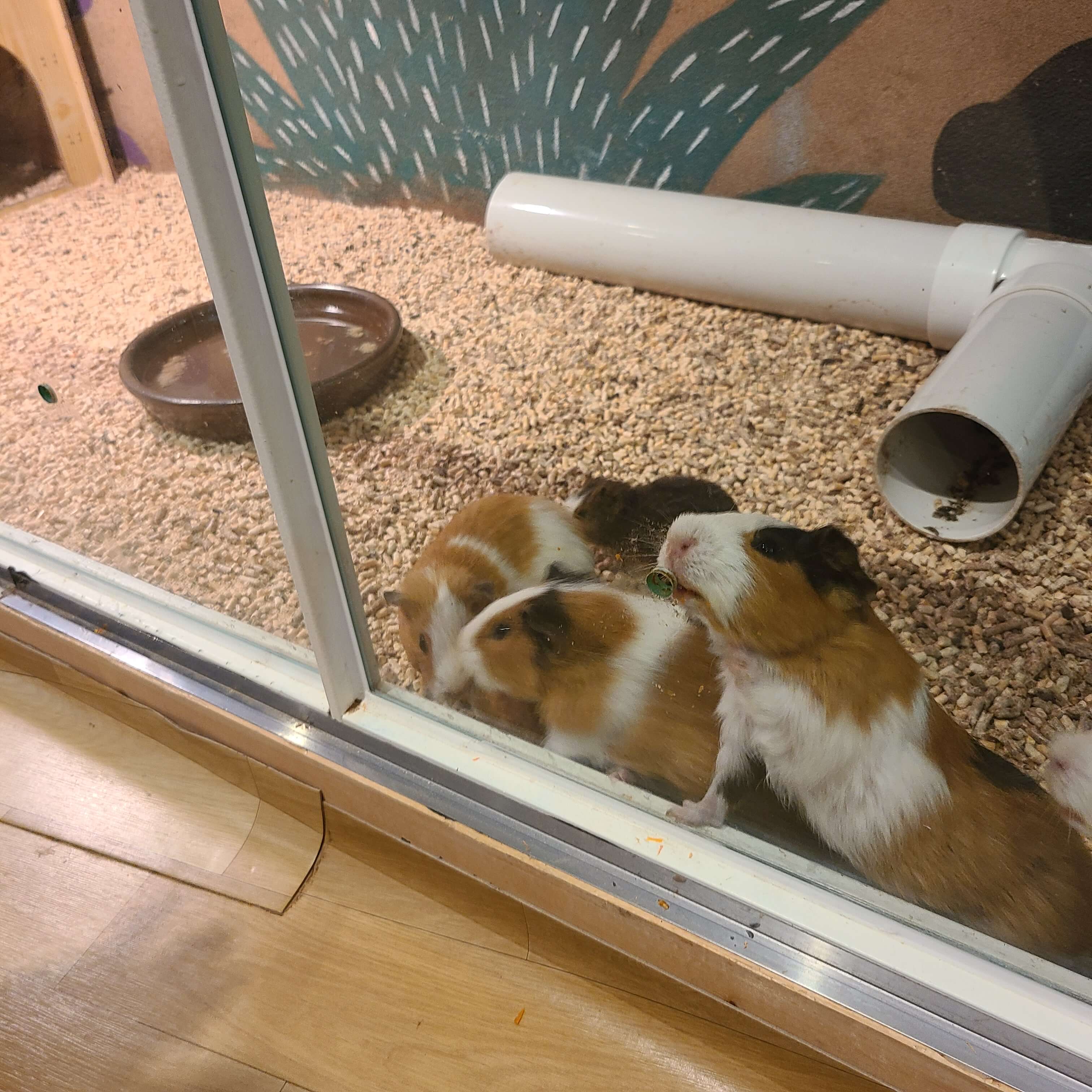 쥬라리움