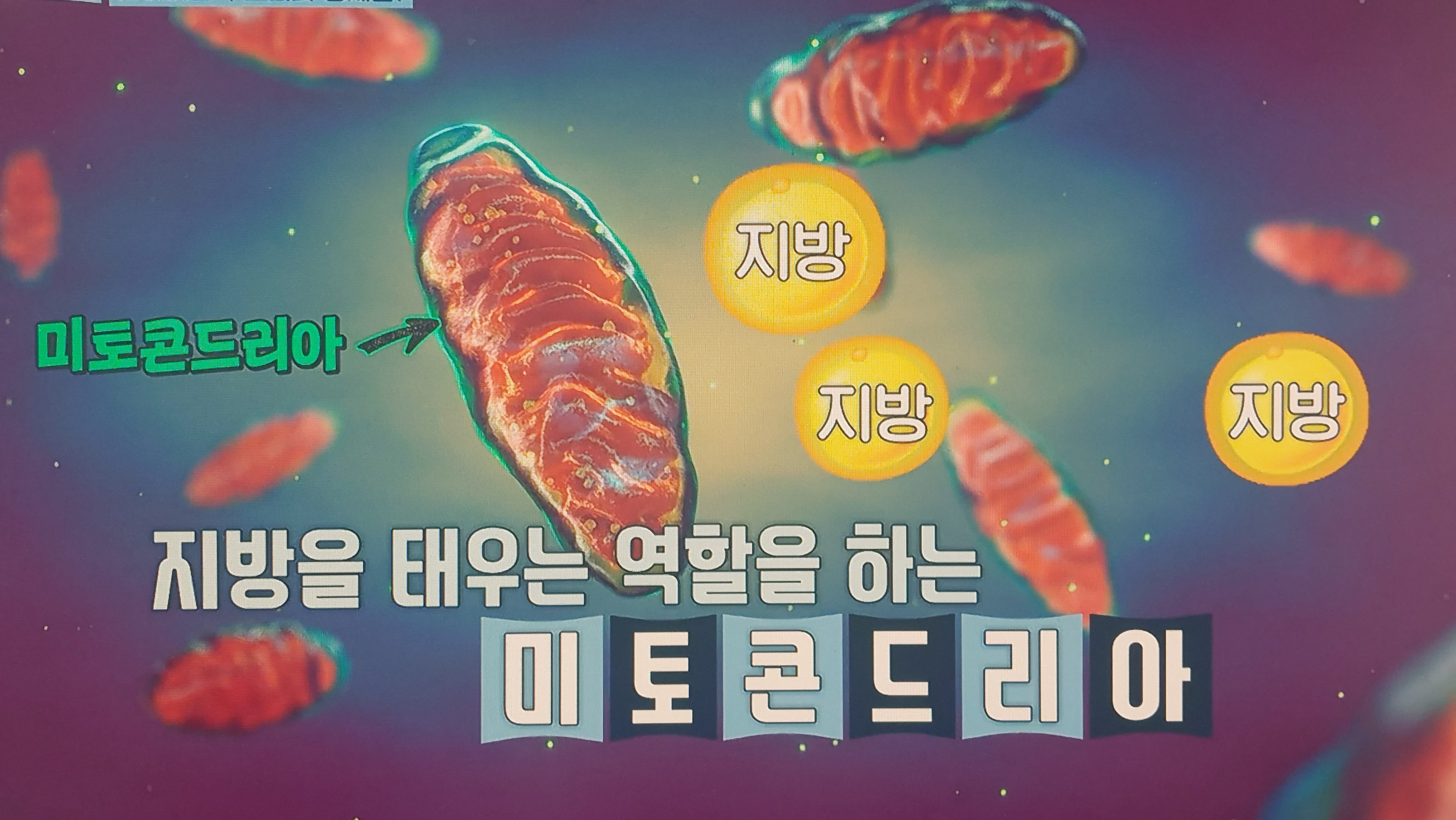 L-카르니틴