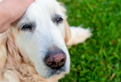 주인을 바라보는 개.