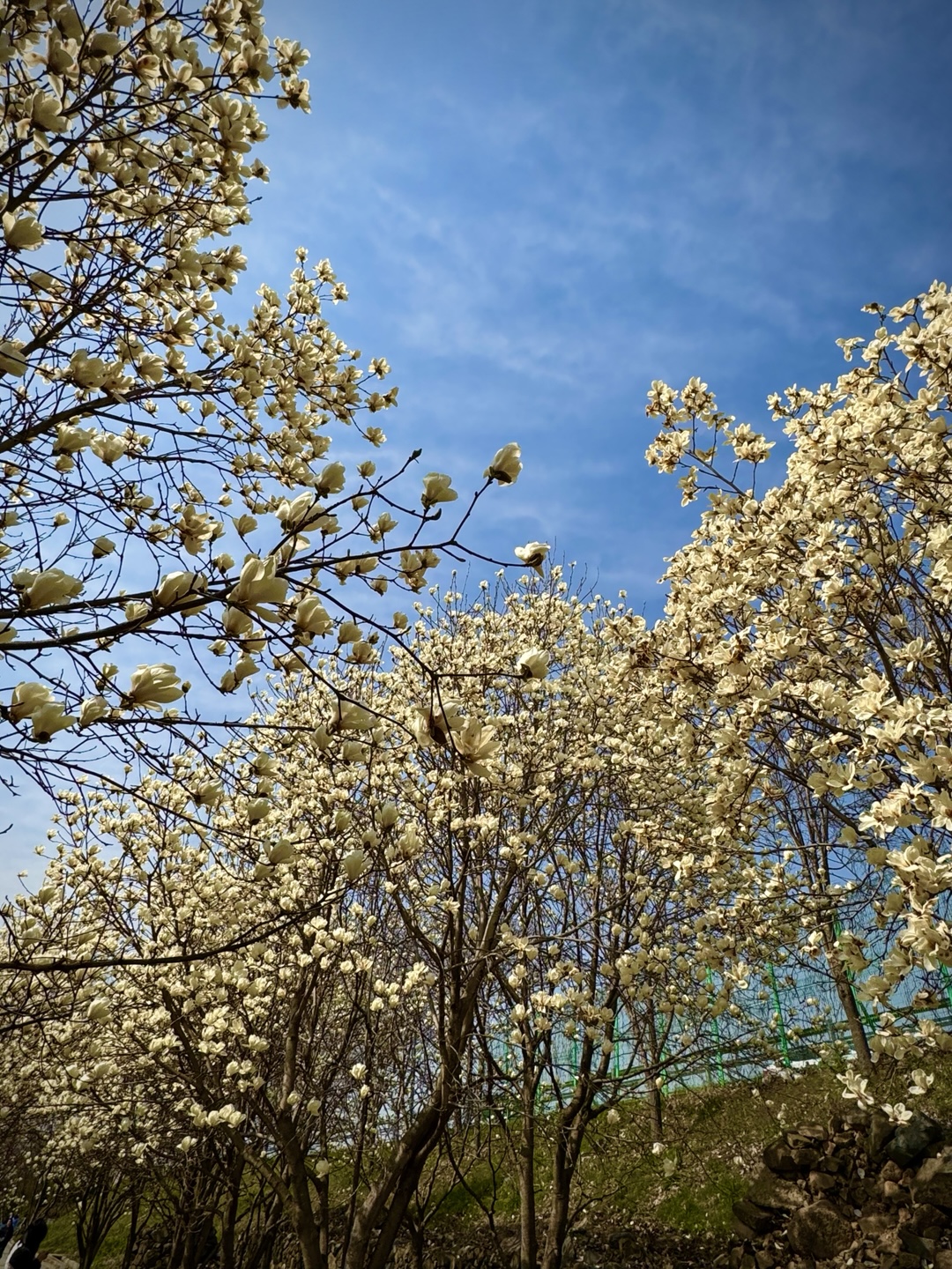 흥동 목련숲 실사