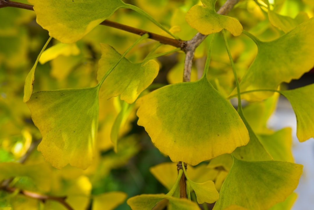 Gingko