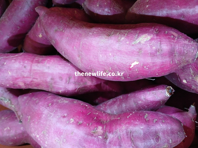 다이어트에 활용되는 생고구마 실물 사진