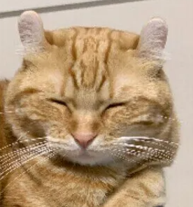 고양이 담요 덮지 않아도 될까? 고양이 방한 오해와 정답