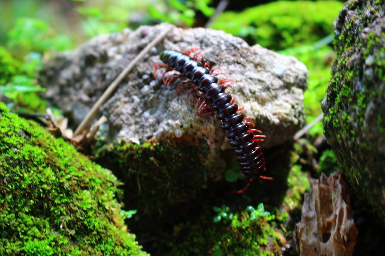지네2