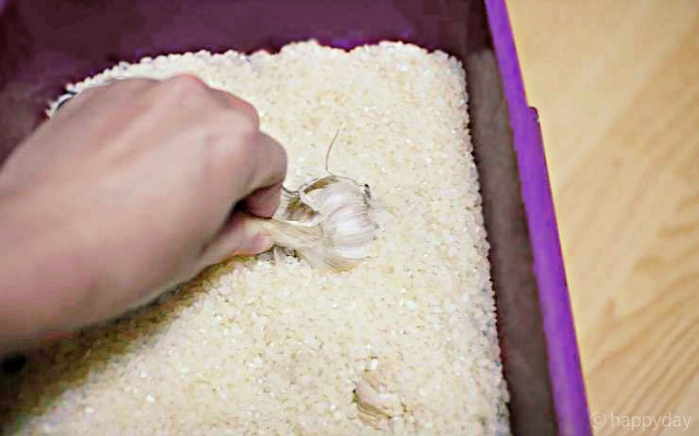 마늘 쌀벌레 없애는법, 쌀벌레 애벌레, 바구미,쌀 보관방법 보관법,팁줌 매일꿀정보