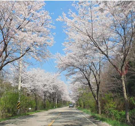 순천 벚꽃
