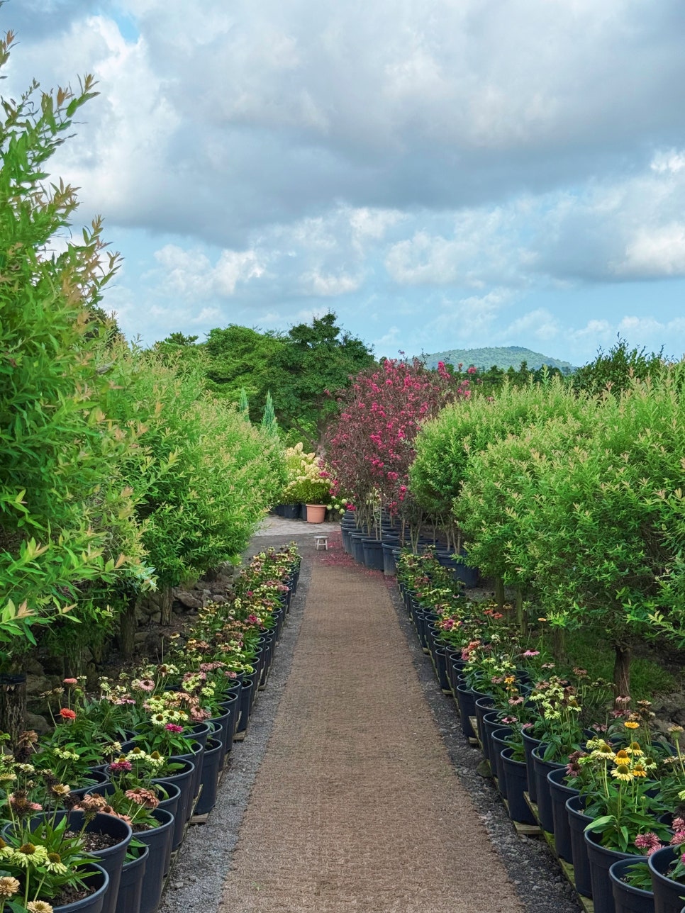 제주 핑크뮬리 명소 마노르블랑