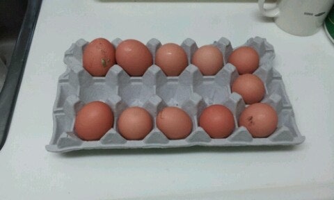 초란과 일반계란의 차이, 제대로 알고 드시나요? 관련 사진