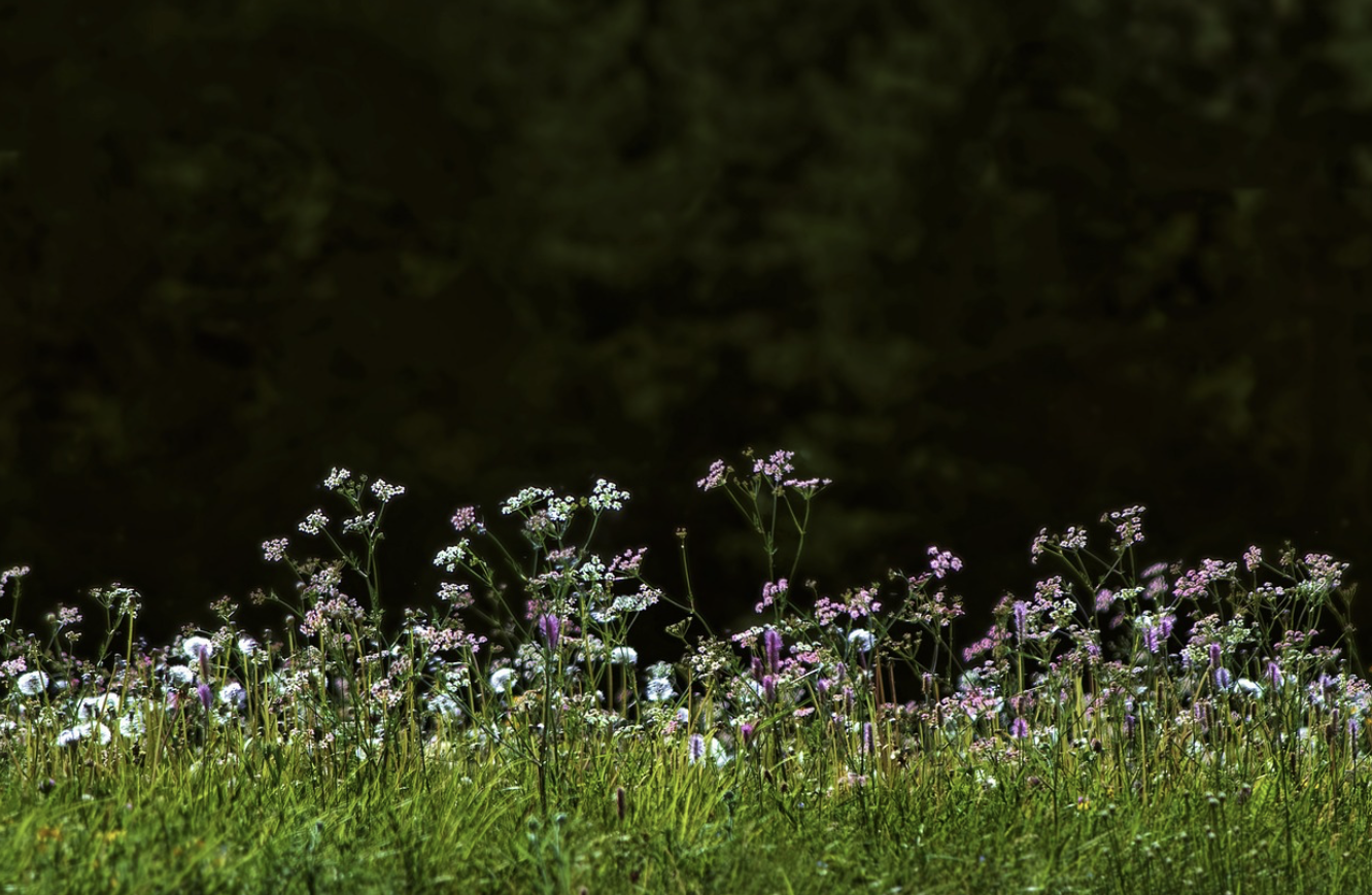 고대 의사들이 사랑한 약초 비밀 노트