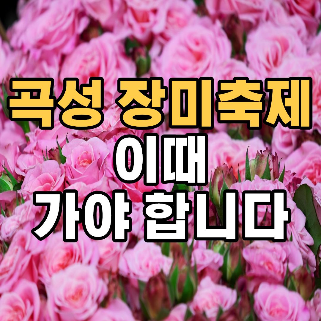 곡성 장미축제 일정 초대가수 공연 입장료 총정리