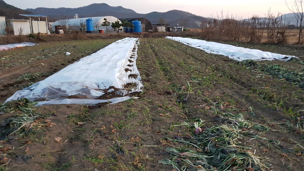 밭농사 한 해를 한눈에 — 보리, 감자, 고구마, 순무, 고추까지 10